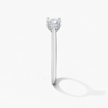 HOF Camilia 4 Prong